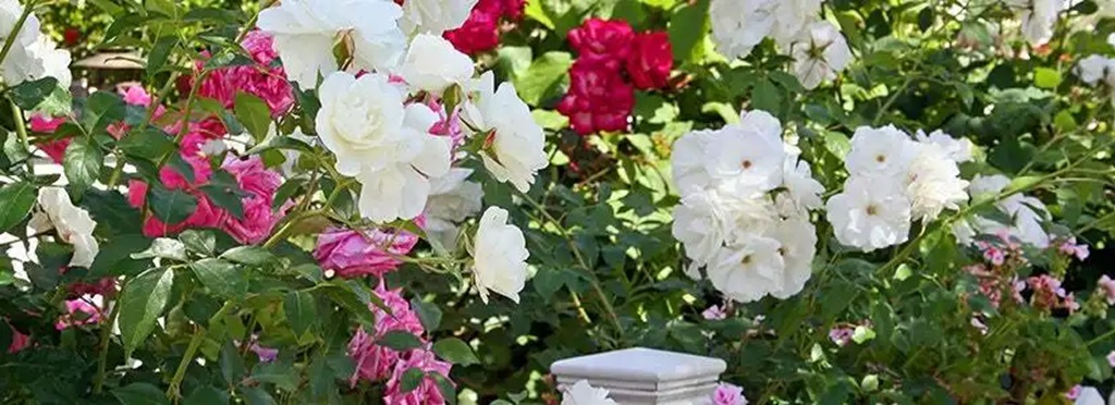How to Do Bioadvanced Rose and Flower Care