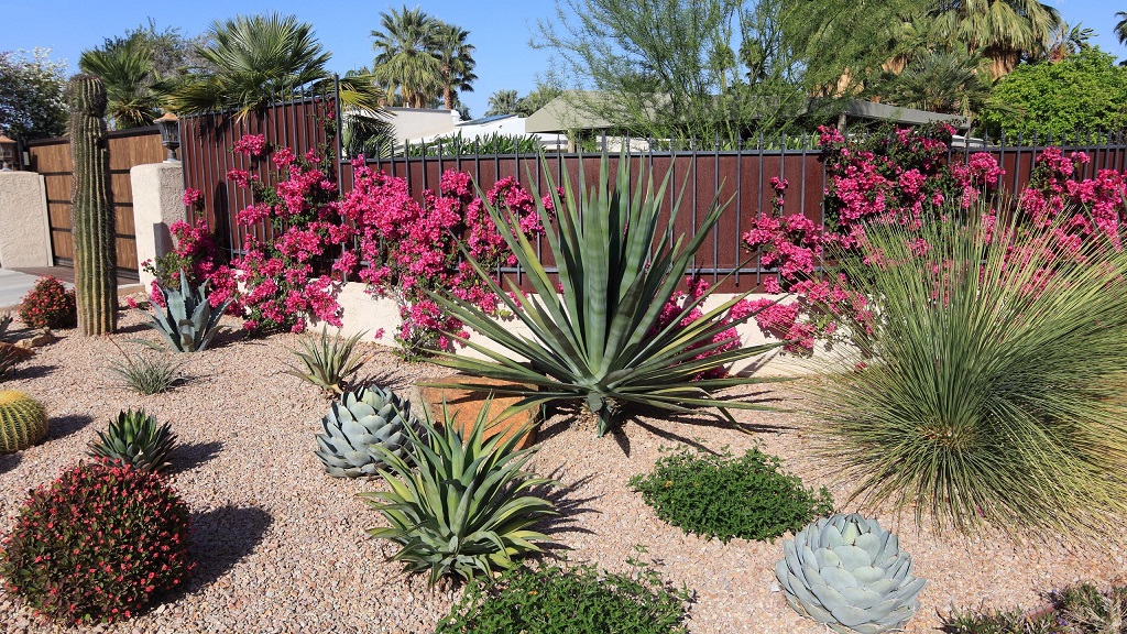 What are the best drought-tolerant native plants for beginners in desert climates